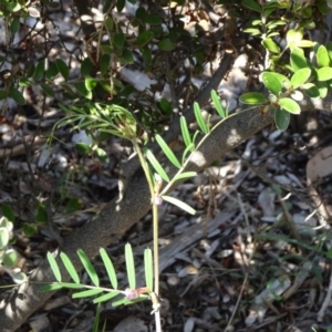 Vicia sativa at Acton, ACT - 18 Oct 2018