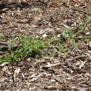 Galium aparine at Acton, ACT - 18 Oct 2018