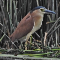 Nycticorax caledonicus (Nankeen Night-Heron) at Bruce Ridge to Gossan Hill - 18 Oct 2018 by JohnBundock