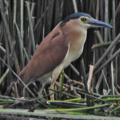 Nycticorax caledonicus (Nankeen Night-Heron) at Bruce Ridge to Gossan Hill - 18 Oct 2018 by JohnBundock