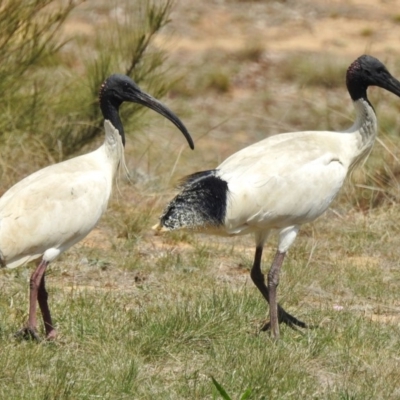 Threskiornis molucca (Australian White Ibis) at Bruce Ridge to Gossan Hill - 18 Oct 2018 by JohnBundock