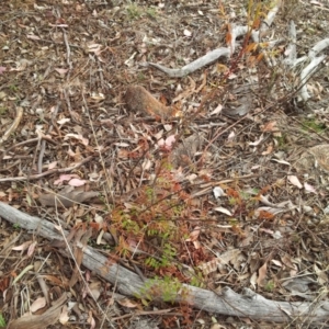 Pistacia chinensis at Fisher, ACT - 17 Oct 2018