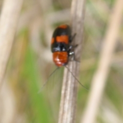 Aporocera (Aporocera) jocosa (Leaf beetle) at Lake Ginninderra - 16 Oct 2018 by Christine