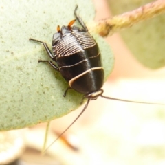 Ellipsidion australe (Austral Ellipsidion cockroach) at Lake Ginninderra - 16 Oct 2018 by Christine