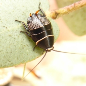 Ellipsidion australe at Belconnen, ACT - 17 Oct 2018 10:38 AM