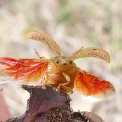 Paropsisterna fastidiosa (Eucalyptus leaf beetle) at Lake Ginninderra - 16 Oct 2018 by Christine