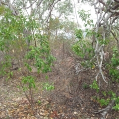 Ligustrum lucidum (Large-leaved Privet) at Mount Taylor - 17 Oct 2018 by RosemaryRoth