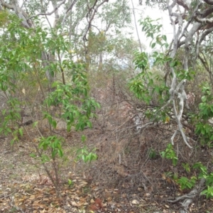 Ligustrum lucidum at Fisher, ACT - 17 Oct 2018 02:01 PM