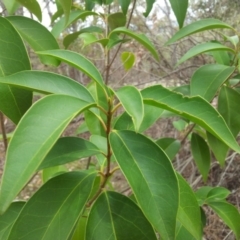 Ligustrum lucidum at Fisher, ACT - 17 Oct 2018 02:01 PM