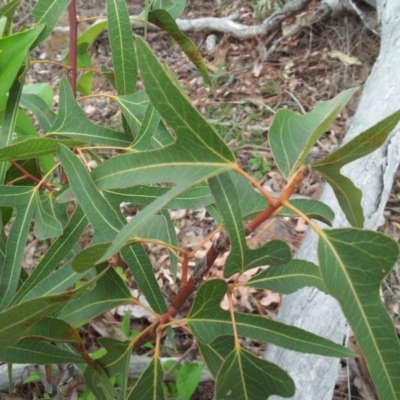 Brachychiton populneus subsp. populneus (Kurrajong) at Fisher, ACT - 17 Oct 2018 by RosemaryRoth