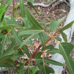 Brachychiton populneus subsp. populneus (Kurrajong) at Mount Taylor - 17 Oct 2018 by RosemaryRoth