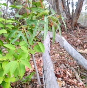 Brachychiton populneus subsp. populneus at Fisher, ACT - 17 Oct 2018