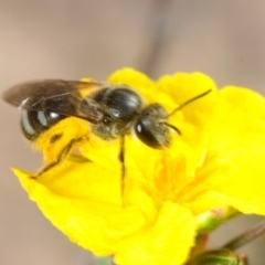 Lasioglossum (Chilalictus) sp. (genus & subgenus) (Halictid bee) at Dunlop, ACT - 16 Oct 2018 by Harrisi