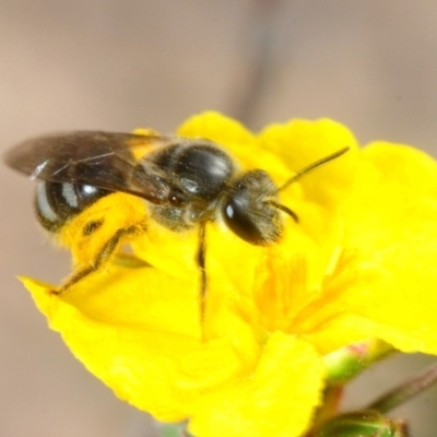 Lasioglossum (Chilalictus) sp. (genus & subgenus) (Halictid bee) at Aranda Bushland - 15 Oct 2018 by Harrisi