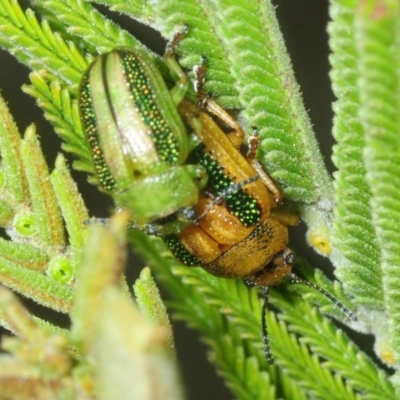 Calomela vittata (Acacia leaf beetle) at Aranda Bushland - 15 Oct 2018 by Harrisi