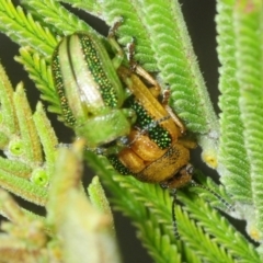 Calomela vittata (Acacia leaf beetle) at Dunlop, ACT - 15 Oct 2018 by Harrisi