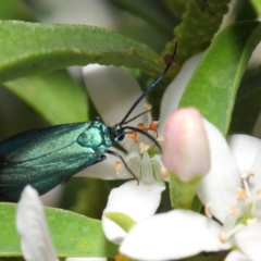 Pollanisus viridipulverulenta (Satin-green Forester) at Acton, ACT - 15 Oct 2018 by TimL