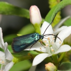 Pollanisus viridipulverulenta at Acton, ACT - 15 Oct 2018 02:08 PM