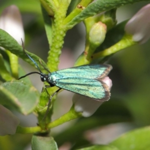 Pollanisus viridipulverulenta at Acton, ACT - 15 Oct 2018 02:08 PM