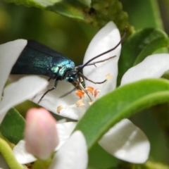 Pollanisus viridipulverulenta at Acton, ACT - 15 Oct 2018