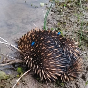 Tachyglossus aculeatus at Amaroo, ACT - 12 Oct 2018