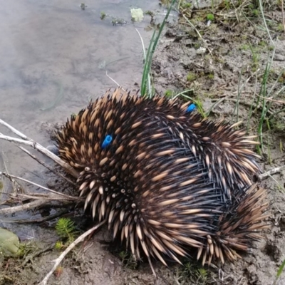 Tachyglossus aculeatus (Short-beaked Echidna) at Amaroo, ACT - 12 Oct 2018 by cf17