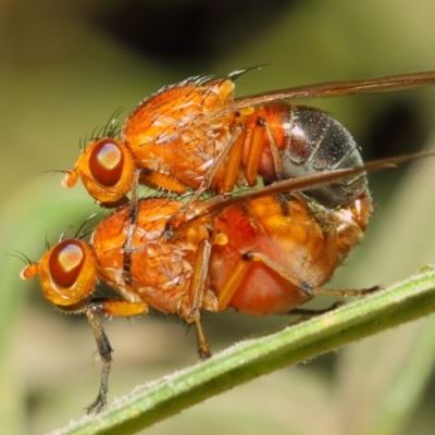 Lauxaniidae (family) (Unidentified lauxaniid fly) at ANBG - 18 Oct 2018 by TimL