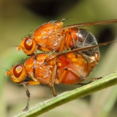 Lauxaniidae (family) (Unidentified lauxaniid fly) at Acton, ACT - 18 Oct 2018 by TimL