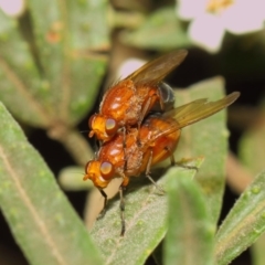 Lauxaniidae (family) at Acton, ACT - 18 Oct 2018 02:16 PM