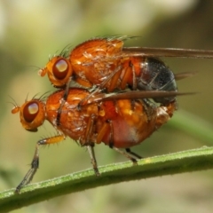 Lauxaniidae (family) at Acton, ACT - 18 Oct 2018 02:16 PM