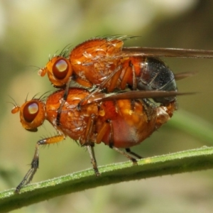 Lauxaniidae (family) at Acton, ACT - 18 Oct 2018 02:16 PM