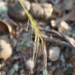 Austrostipa scabra (Corkscrew Grass, Slender Speargrass) at Gundaroo, NSW - 18 Oct 2018 by MPennay