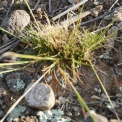 Austrostipa scabra at Gundaroo, NSW - 18 Oct 2018