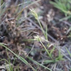 Enneapogon nigricans (Nine-awn Grass, Bottlewashers) at Lake George, NSW - 18 Oct 2018 by MPennay