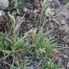 Enneapogon nigricans at Lake George, NSW - 18 Oct 2018