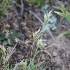 Enneapogon nigricans at Lake George, NSW - 18 Oct 2018 05:49 PM