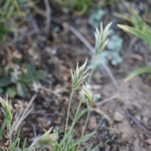 Enneapogon nigricans at Lake George, NSW - 18 Oct 2018 05:49 PM