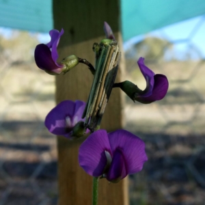 Clania lewinii & similar Casemoths at Googong, NSW - 19 Oct 2018 06:49 AM