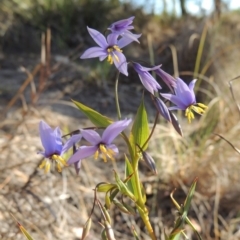 Stypandra glauca (Nodding Blue Lily) at Tralee, NSW - 7 Oct 2018 by MichaelBedingfield