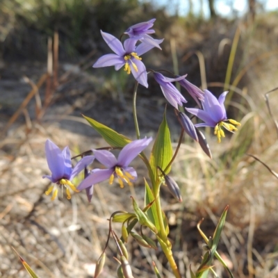 Stypandra glauca (Nodding Blue Lily) at Tralee, NSW - 7 Oct 2018 by michaelb