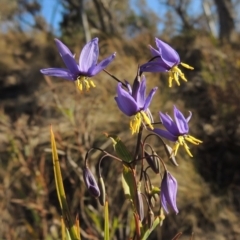 Stypandra glauca (Nodding Blue Lily) at Tralee, NSW - 7 Oct 2018 by MichaelBedingfield