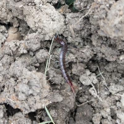 Scolopendromorpha (order) (A centipede) at Michelago, NSW - 14 Oct 2018 by Illilanga