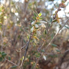 Leucopogon fletcheri subsp. brevisepalus (Twin Flower Beard-Heath) at Tralee, NSW - 7 Oct 2018 by michaelb