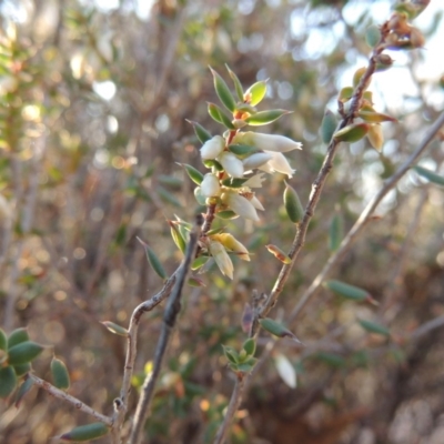 Leucopogon fletcheri subsp. brevisepalus (Twin Flower Beard-Heath) at Tralee, NSW - 7 Oct 2018 by michaelb