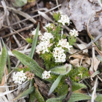 Asperula conferta (Common Woodruff) at Illilanga & Baroona - 13 Oct 2018 by Illilanga