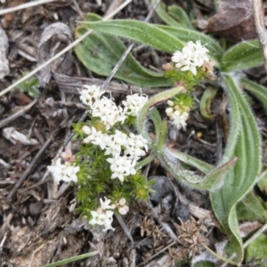 Asperula conferta at Michelago, NSW - 14 Oct 2018