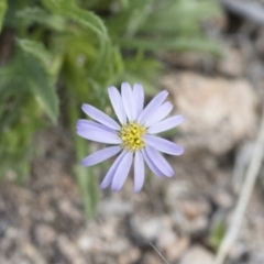 Vittadinia muelleri (Narrow-leafed New Holland Daisy) at Michelago, NSW - 13 Oct 2018 by Illilanga