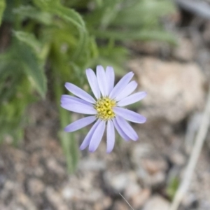 Vittadinia muelleri at Michelago, NSW - 13 Oct 2018