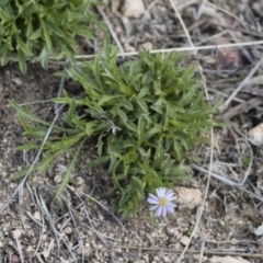 Vittadinia muelleri at Michelago, NSW - 13 Oct 2018 12:46 PM