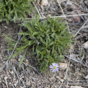 Vittadinia muelleri at Michelago, NSW - 13 Oct 2018